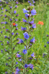 Obraz premium In the field among the herbs bloom Echium vulgare