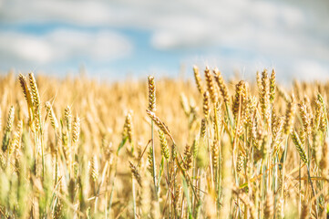 Golden ripe ears of wheat in field during summer, warm day, blue sky, England, UK