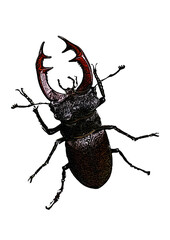 Stag beetle illustration on white background