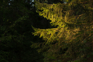 The branches of a spruce tree illuminated by the sun's rays in a dark forest.