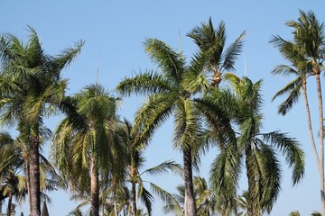 Naklejka na ściany i meble Low Angle View Of Palm Trees Against Blue Sky