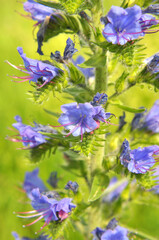 In the field among the herbs bloom Echium vulgare