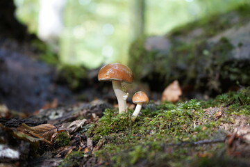 weiße Pilze im Wald 