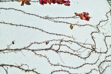 Valencia, Spain: 01.26.2021; The branch os the plant on the wall