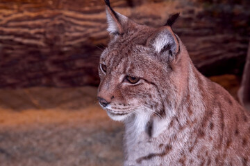 portrait of a lynx . predator close-up . a big cat . the animal is sitting .
