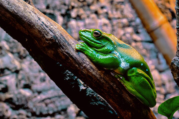 A frog is sitting on a tree . Green amphibian .Taken in close-up .