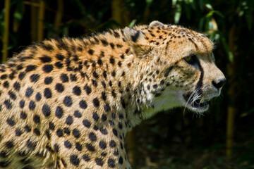 Hungry cheetah hunting his next victim