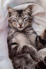 Naklejka na ściany i meble Um gatinho tigrado, peludo, dormindo sobre uma toalha felpuda. 