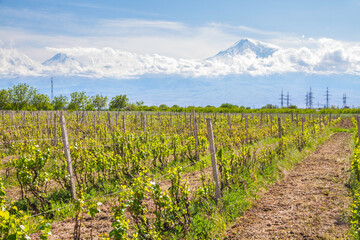 Mount Ararat (Turkey) at 5,137 m viewed from Yerevan, Armenia. This snow-capped dormant compound...