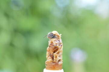 hatching bee queen cutting of the lid from queen cell with copy space around