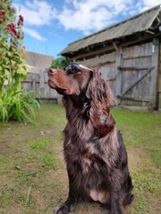 dog