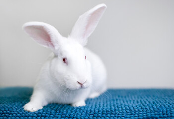 A white American rabbit with pink eyes sitting on a blue blanket