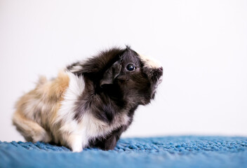 A tricolor Abyssinian Guinea Pig sitting on a blue blanket