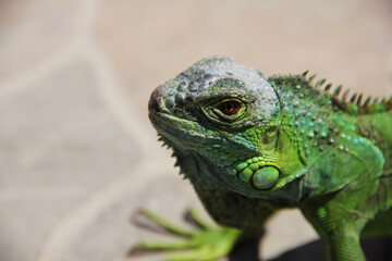 Iguana