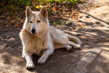  White dog that looks like wolf. It lies in half turn. On background of autumn leaves. 