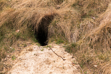 Eingang eines Fuchsbaus