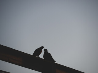 pidgins kissing 