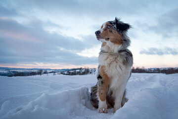 australian shepherd on the snow sitting clouds