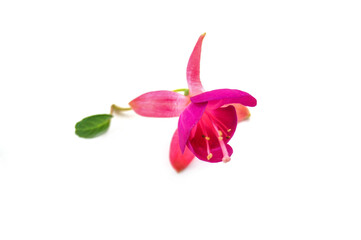Obraz na płótnie Canvas Macro photo of fuchsia flower isolated at white background.