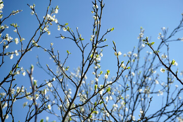 Cherry Blossom on a farm in Doboj, Bosnia And Herzegovina