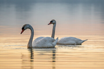 swans Lake sunset winter water bird white