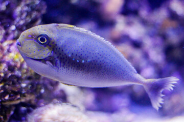 Fototapeta premium fish swimming in an aquarium