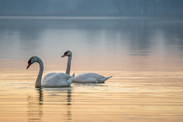 swans Lake sunset winter water bird white