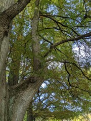 Fototapeta premium Tree