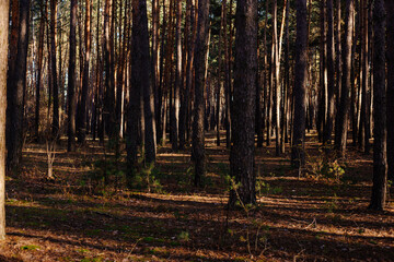 Wooded forest trees