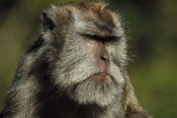 Obraz premium close up of a monkey