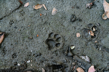 Top view of paw prints marked on the mud