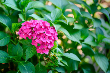 Pink hydrangea flowers in detail and green leaves.