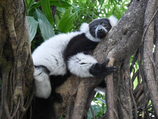 lemur on tree