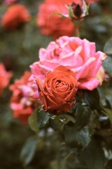 red rose with drops