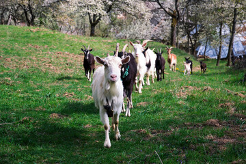 Group of goats in a field, springtime in Brdárka Slovakia, apple blossom trees