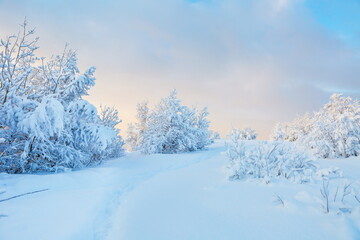 winter landscape on a sunny day. winter nature of the far north. beautiful trees in the snow in the wild 