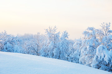 Fototapeta premium winter landscape on a sunny day. winter nature of the far north. beautiful trees in the snow in the wild 