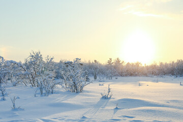 Obraz premium winter landscape on a sunny day. winter nature of the far north. beautiful trees in the snow in the wild 