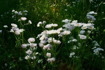 field of dandelions