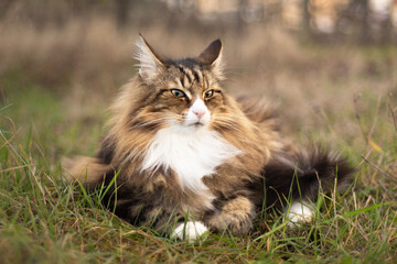 the pride of a beautiful outdoor Norwegian forest cat. freedom and beauty © AnnaPhri