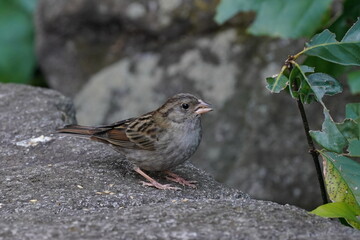 gray bunting on the rock