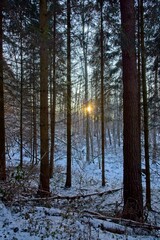 Gegenlicht im Winterwald