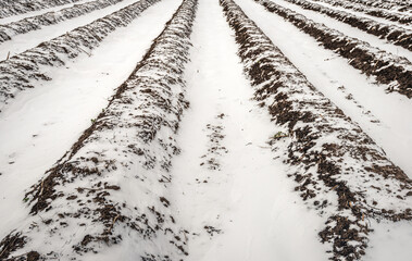 Converging asparagus beds in a Dutch field in the winter season. A layer of snow is on the field with the ridges in which the asparagus plants are hiding for the time being in anticipation of spring.