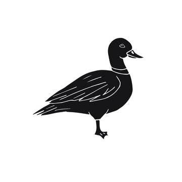 Vector hand drawn doodle sketch black duck isolated on white background