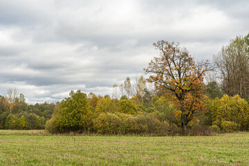 Young oak tree with yellow leaves on the meadow with green grass on the forest background. Cloudy autumn day