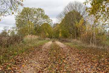 Old abandoned sandy road in the autumn forest. On the side of the road there is dry grass and trees with yellow orange foliage. Cloudy autumn day
