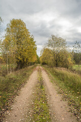 Fototapeta na wymiar Old abandoned sandy road in the autumn forest. On the side of the road there is dry grass and trees with yellow orange foliage. Cloudy autumn day