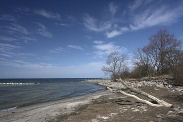 tree on the beach