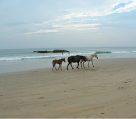 Horses on the beach near the ocean during sunset, Goa, India