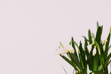 Spring flowers growing on white background with copy space. Hello spring. Spring snowflakes